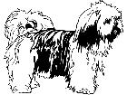  Dogs Llaso Apso 1 3 7 V A 1 Decal