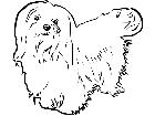  Dogs Maltese 0 1 D R P A 1 Decal