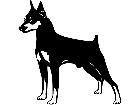  Dogs Pinscher Miniature 1 3 7 V A 1 Decal