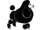  Dogs Poodle 2 1 3 6 V A 1 Decal
