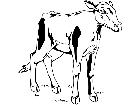  Domestic Animals Calf T G P A 1 Decal