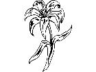  Easter Lily M G P A 1 Decal