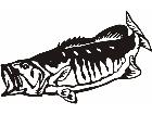  Fish Bass 2 Decal
