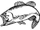  Fish Bass 5 Decal