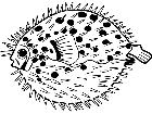  Fish Balloon Fish T G P A 1 Decal