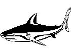  Fish Bull Shark T G P A 1 Decal