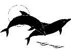  Fish Dolphins D H P A 1 Decal