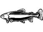  Fish Rainbow Trout P A 1 Decal