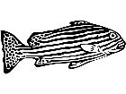  Fish Zebrafish P A 1 Decal