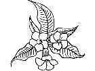  Flowers Allamanda 1 5 9 V A 1 Decal