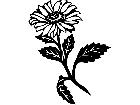  Flowers Aster 1 5 6 V A 1 Decal