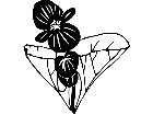  Flowers Begonia 1 5 6 V A 1 Decal