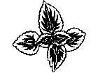  Flowers Coleus 1 5 6 V A 1 Decal