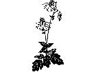  Flowers Columbine 1 5 5 V A 1 Decal