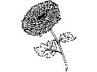  Flowers Dahlia 1 5 9 V A 1 Decal