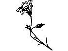  Flowers Flax 1 5 6 V A 1 Decal