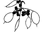  Flowers Honesty 1 5 6 V A 1 Decal
