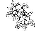 Flowers Impatiens 1 5 9 V A 1 Decal