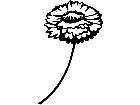  Flowers Straw Flower 1 5 6 V A 1 Decal