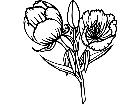  Flowers Sundrop 1 5 9 V A 1 Decal