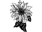  Flowers Sunflower 1 5 5 V A 1 Decal