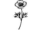  Flowers Tulip Poppy 1 5 6 V A 1 Decal