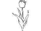  Flowers Tulip 1 5 9 V A 1 Decal