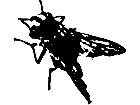  Fly Rough Decal