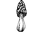  Fruits Vegtables Morel Mushroom 1 6 1 V A 1 Decal