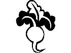  Fruits Vegtables Radish 1 6 2 V A 1 Decal