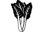  Fruits Vegtables Swiss Chard 1 6 2 V A 1 Decal