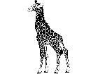  Giraffe 1 4 5 V A 1 Decal