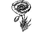  Holidays Memorial Day Poppy 1 6 7 V A 1 Decal