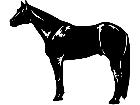  Horse Quarter 1 4 3 V A 1 Decal