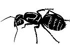  Insects Ant 1 4 4 V A 1 Decal