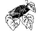  Insects Cicada 1 4 4 V A 1 Decal