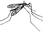  Insects Crane Fly 1 4 4 V A 1 Decal