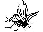  Insects Cricket 1 4 4 V A 1 Decal