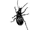  Insects Ground Beetle 1 4 4 V A 1 Decal