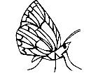  Insects Lycaenid 1 4 4 V A 1 Decal