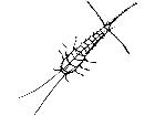  Insects Silverfish 1 4 4 V A 1 Decal