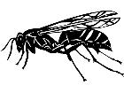  Insects Wasp 1 4 4 V A 1 Decal