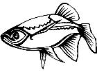  Minnow Fish 1 4 1 V A 1 Decal
