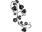  Morning Glory 1 5 4 V A 1 Decal