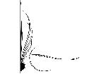  Pinstriping Designs 4 8 8 1 2 3 V A 1 Decal