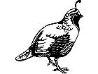  Quail 1 3 8 V A 1 Decal