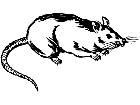  Rat Real Decal