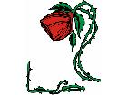  Rose Thorns G D 1 Decal