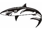  Shark Great White 4 Decal