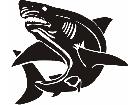  Shark Look Up Decal